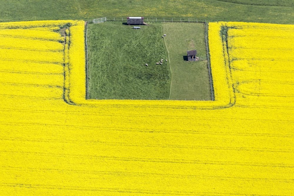 Buch from the bird's eye view: Structures on agricultural fields in Buch in the state of Bavaria. A meadows with sheep is surrounded by yellow rapeseed fields