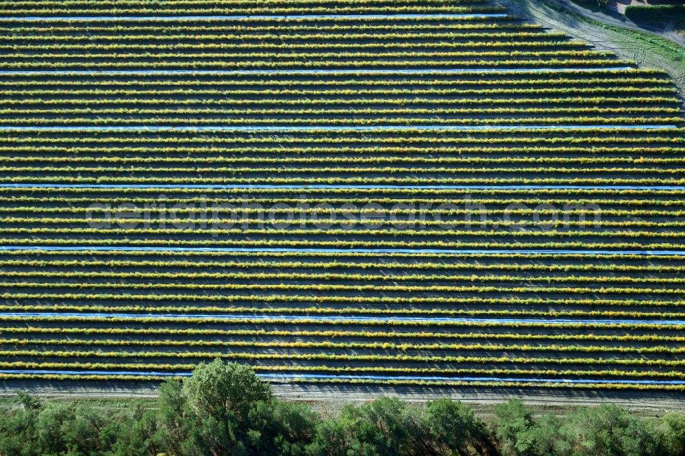 Klein Kreutz from the bird's eye view: Structures on agricultural fields with plant rows in Klein Kreutz in the state Brandenburg, Germany
