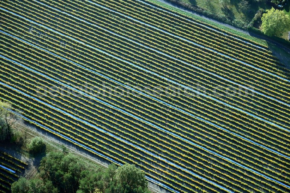 Aerial image Klein Kreutz - Structures on agricultural fields with plant rows in Klein Kreutz in the state Brandenburg, Germany