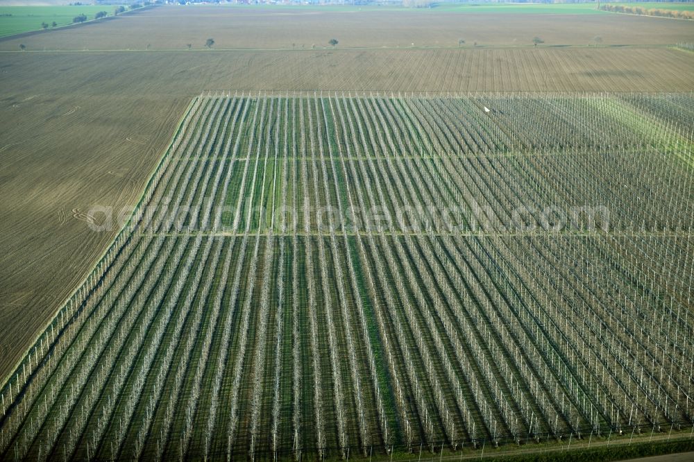 Lüttchendorf from above - Structures on agricultural fields for growing hops in Luettchendorf in the state Saxony-Anhalt, Germany