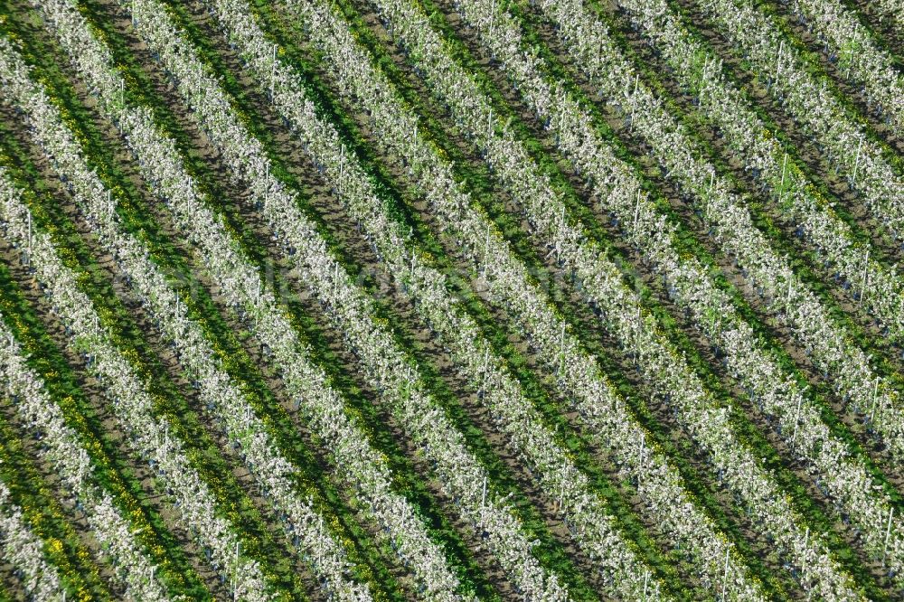 Hirschfelde from above - Structures of fruit tree rows with spring apple blossoms on agricultural fields in Hirschfelde in Brandenburg