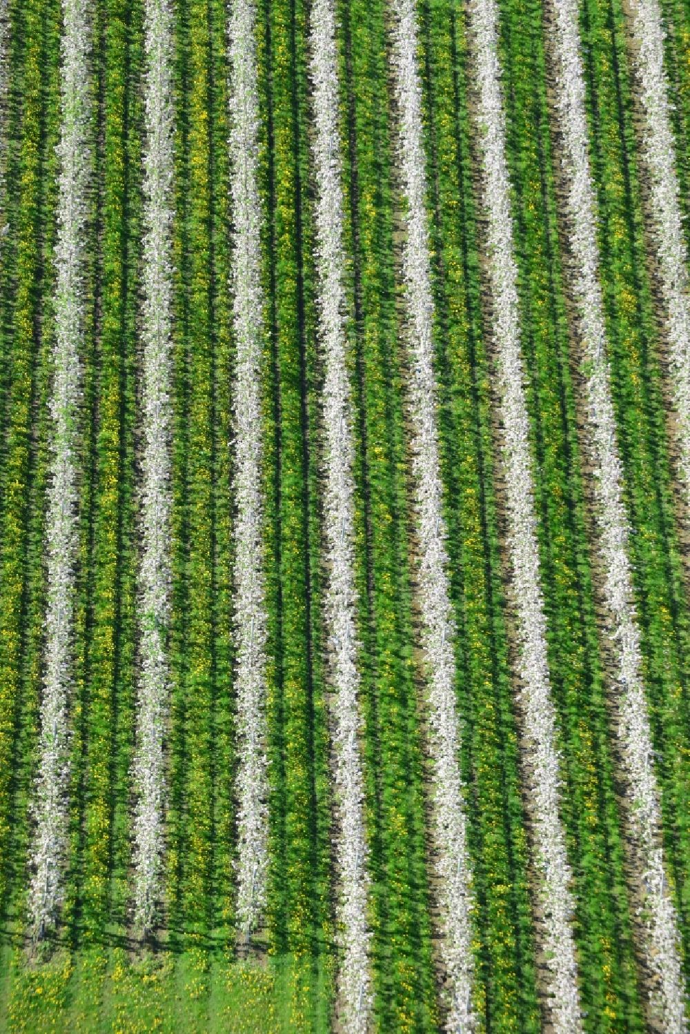 Hirschfelde from the bird's eye view: Structures of fruit tree rows with spring apple blossoms on agricultural fields in Hirschfelde in Brandenburg