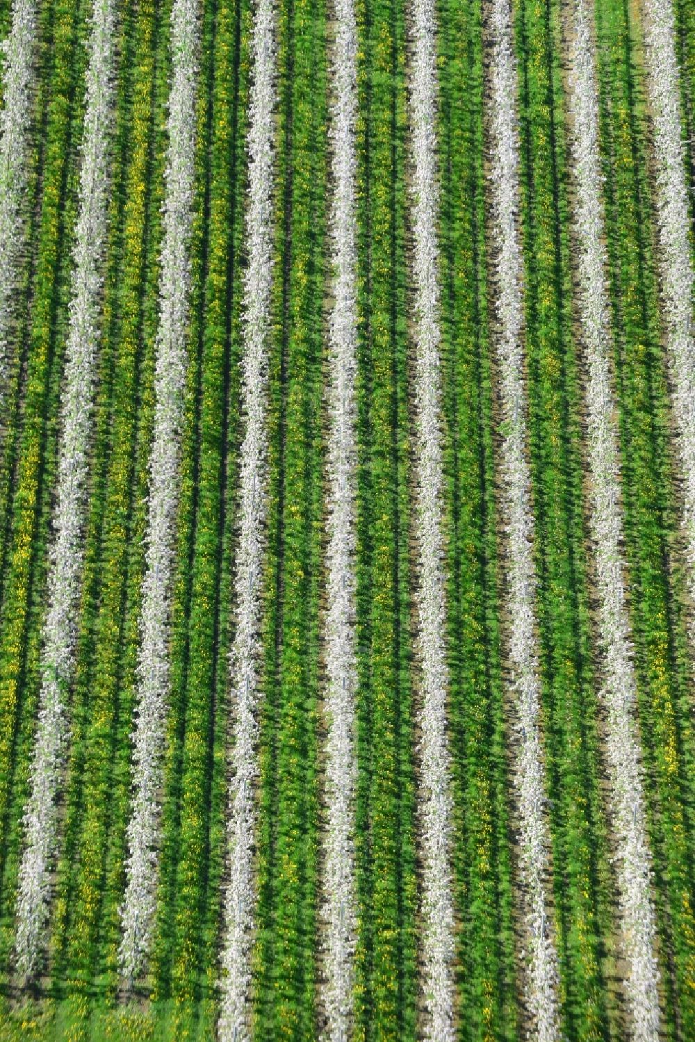 Aerial image Hirschfelde - Structures of fruit tree rows with spring apple blossoms on agricultural fields in Hirschfelde in Brandenburg