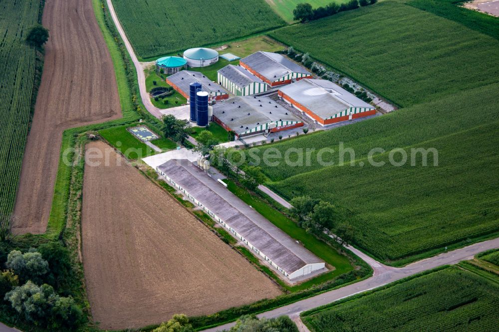 Trimbach from above - Stalled equipment for poultry farming and poultry production with Biogasanlage in Trimbach in Grand Est, France