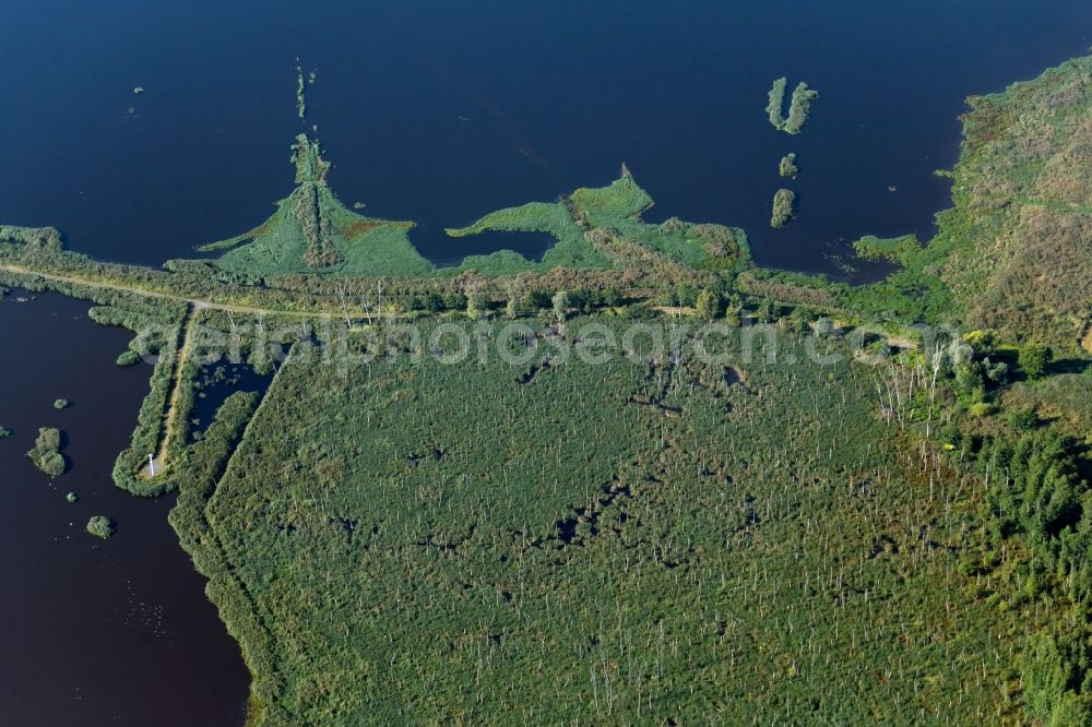 Buggenhagen from the bird's eye view: Ponds and Morast- water surface with trees and vegetation in a pond landscape in Buggenhagen in the state Mecklenburg - Western Pomerania, Germany