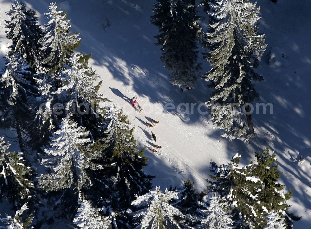 Aerial image Masserberg - Trans Thueringia - Dog sledding in the snow-covered winter landscape in Masserberg in Thuringia