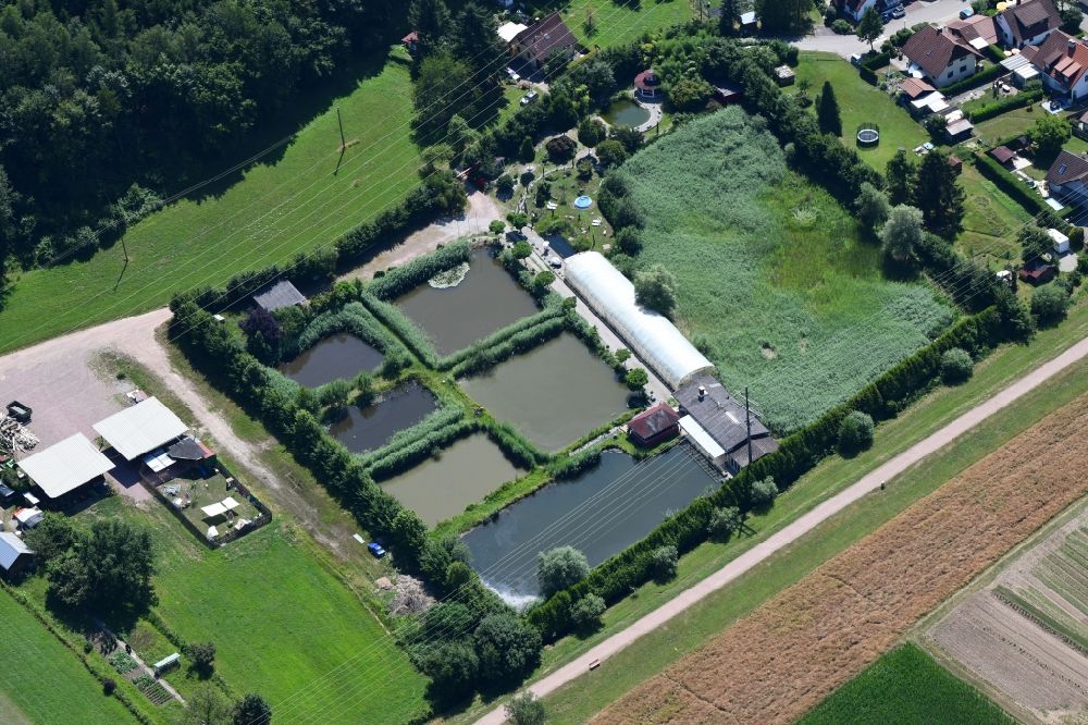 Aerial photograph Maulburg - Ponds for fish farming of Kois and carp fishes in Maulburg in the state Baden-Wurttemberg, Germany
