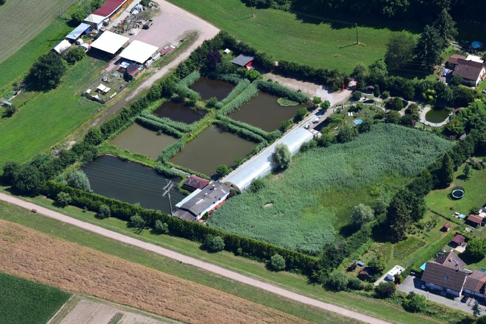 Maulburg from above - Ponds for fish farming of Kois and carp fishes in Maulburg in the state Baden-Wurttemberg, Germany