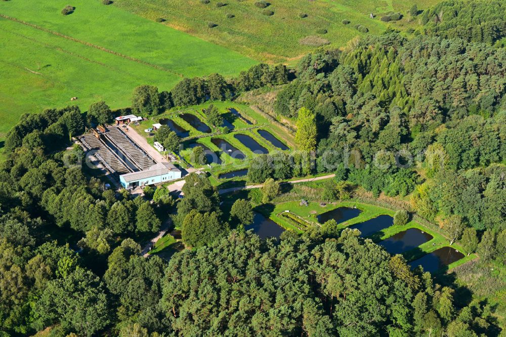 Aerial photograph Krangen - Shore areas of the ponds for fish farming in Krangen in the state Brandenburg, Germany