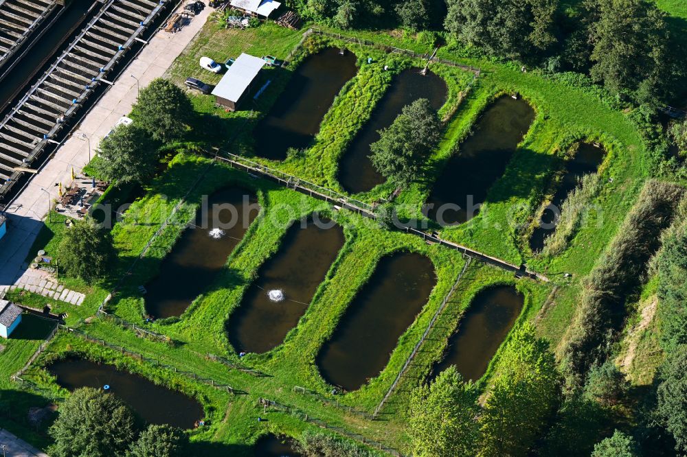 Krangen from above - Shore areas of the ponds for fish farming in Krangen in the state Brandenburg, Germany