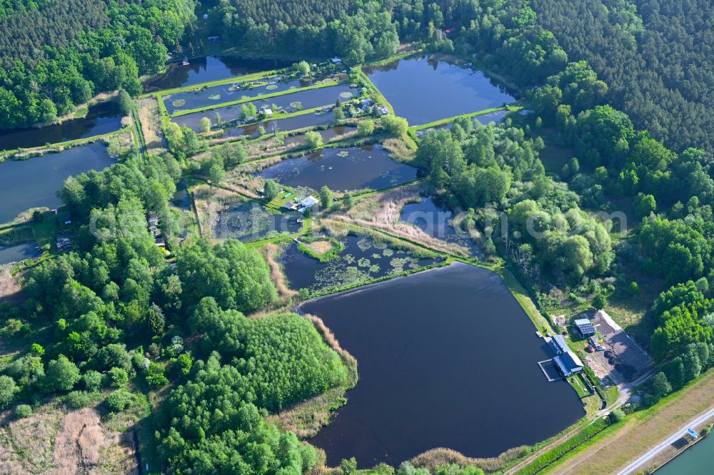 Marienwerder from the bird's eye view: Shore areas of the ponds for fish farming on lake Pechteich in Marienwerder in the state Brandenburg, Germany
