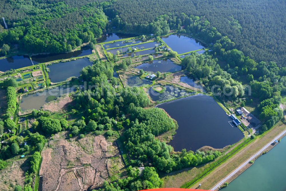 Aerial image Marienwerder - Shore areas of the ponds for fish farming on lake Pechteich in Marienwerder in the state Brandenburg, Germany