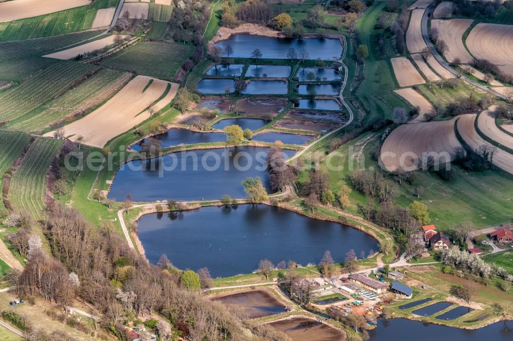Aerial image Ettenheim - Shore areas of the ponds for fish farming Riegger in Ettenheim in the state Baden-Wuerttemberg, Germany