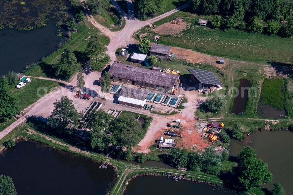 Ettenheim from the bird's eye view: Shore areas of the ponds for fish farming Riegger in Ettenheim in the state Baden-Wuerttemberg, Germany