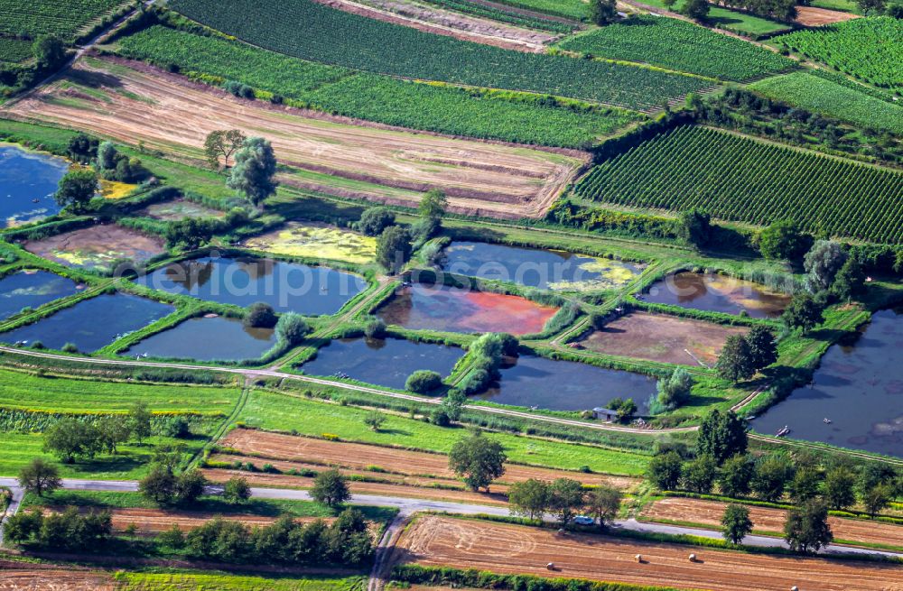 Aerial image Wallburg - Shore areas of the ponds for fish farming on street Im Filmersbach in Wallburg in the state Baden-Wuerttemberg, Germany