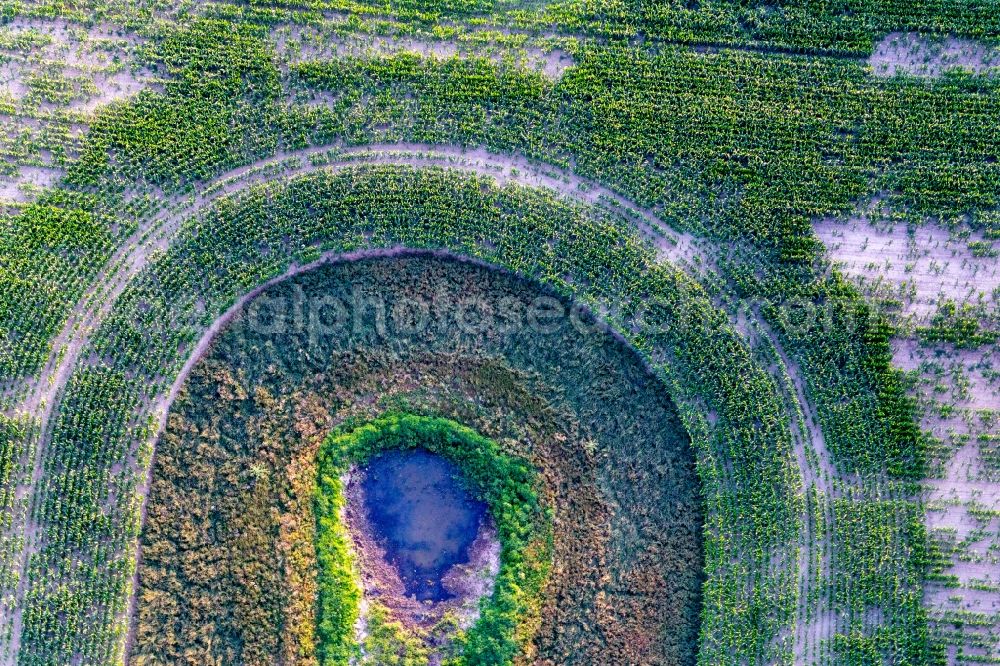 Flieth-Stegelitz from the bird's eye view: Riparian areas on the dead ice lake on a corn field in Flieth-Stegelitz in the state Brandenburg, Germany