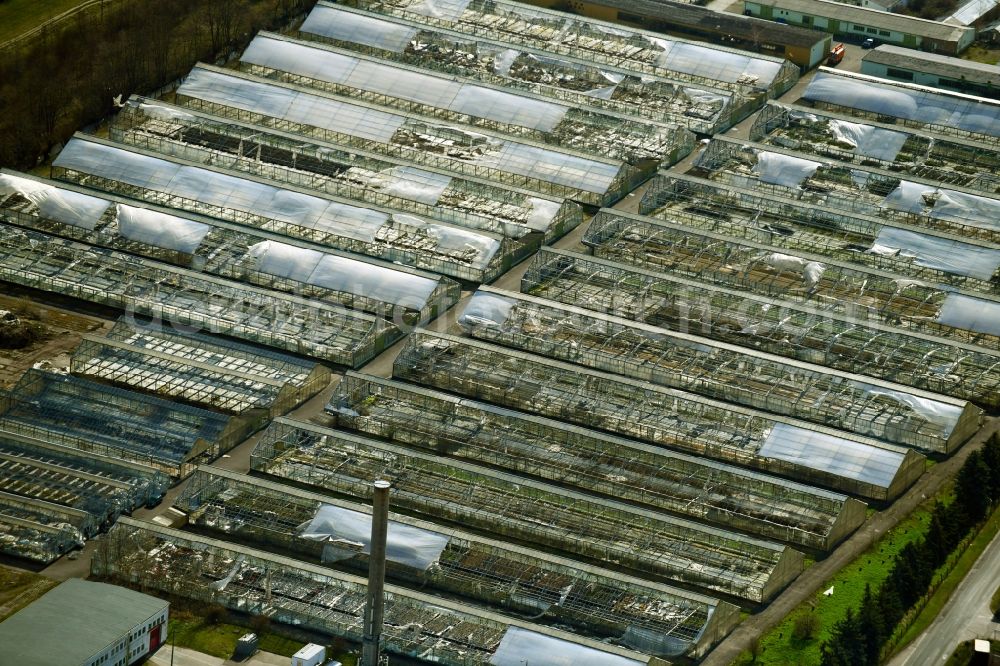 Erfurt from the bird's eye view: Decaying rows of greenhouses in the MIT582 Horticulture Alte Mittelhaeuser Strasse in the district of Mittelhausen in Erfurt in the state Thuringia, Germany