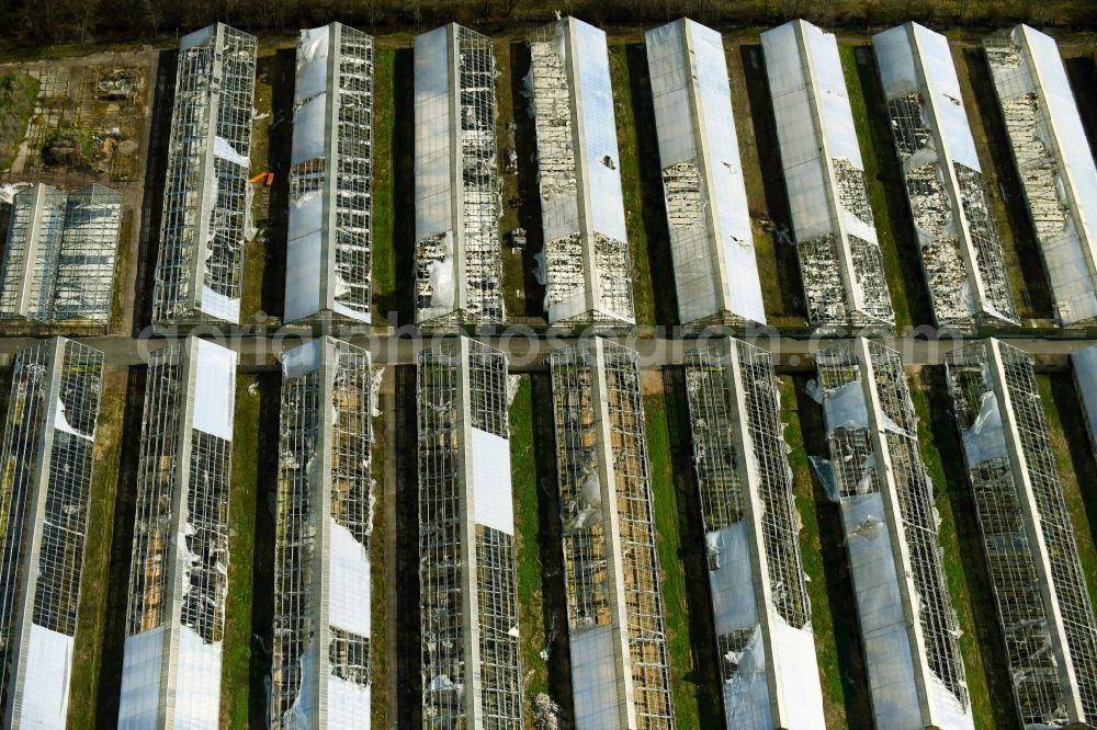 Aerial photograph Erfurt - Decaying rows of greenhouses in the MIT582 Horticulture Alte Mittelhaeuser Strasse in the district of Mittelhausen in Erfurt in the state Thuringia, Germany
