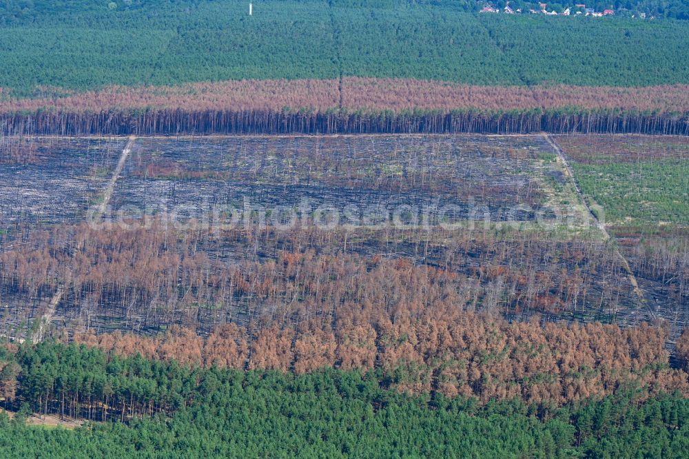 Frohnsdorf from above - Damage by the Great Fire - destroyed forest fire tree population in a wooded area - forest terrain in Frohnsdorf in the state Brandenburg, Germany
