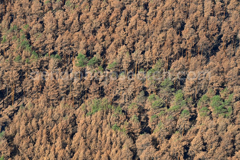 Frohnsdorf from the bird's eye view: Dried up trees in a forest area in Frohnsdorf in the state Brandenburg, Germany