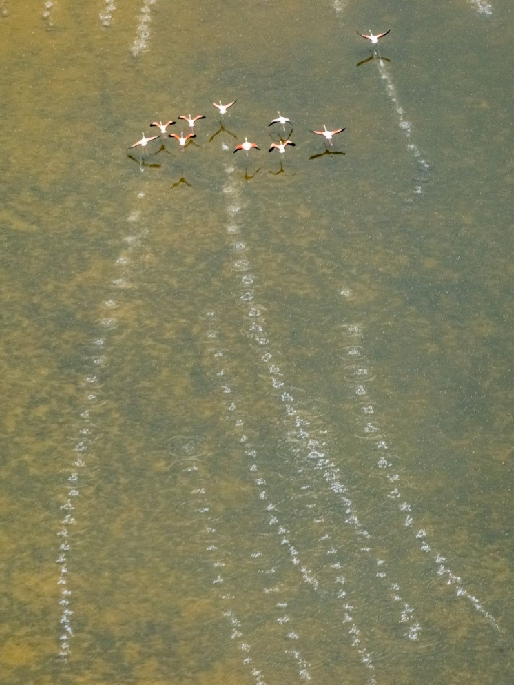 Aerial image Santanyi - Bird formation of flamingos in flight over the Estany de Ses Gambes in Santanyi in Balearische Insel Mallorca, Spain