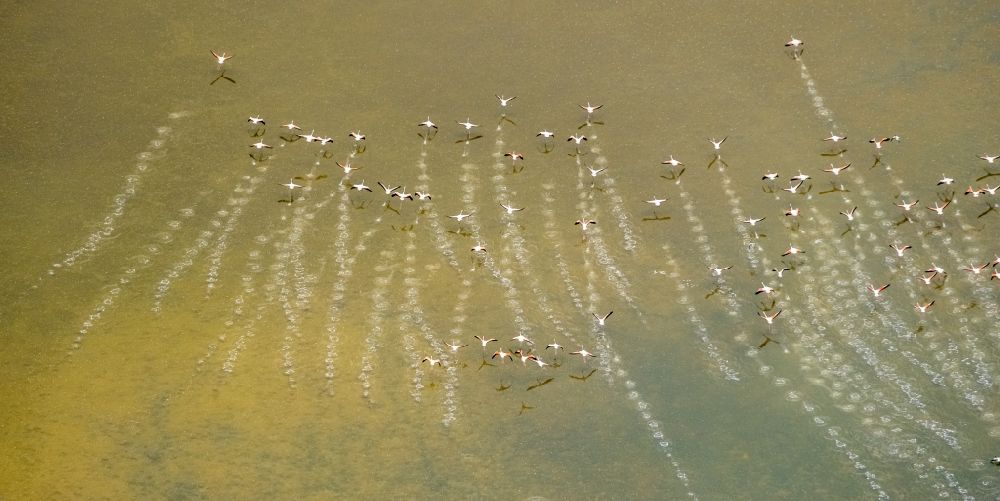 Aerial photograph Santanyi - Bird formation of flamingos in flight over the Estany de Ses Gambes in Santanyi in Balearische Insel Mallorca, Spain