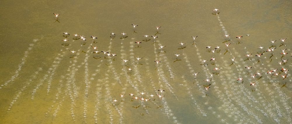 Santanyi from above - Bird formation of flamingos in flight over the Estany de Ses Gambes in Santanyi in Balearische Insel Mallorca, Spain