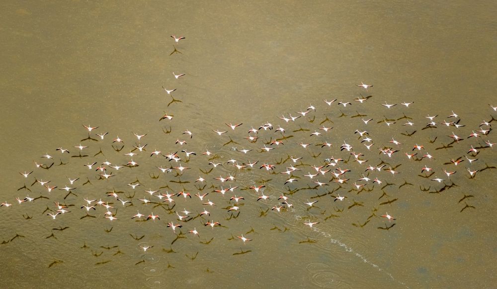 Santanyi from the bird's eye view: Bird formation of flamingos in flight over the Estany de Ses Gambes in Santanyi in Balearische Insel Mallorca, Spain
