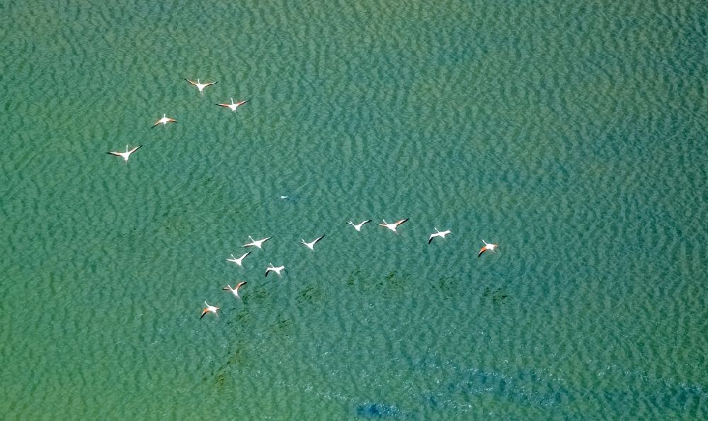 Aerial image Ses Salines - Bird formation of Flamingos in flight in Ses Salines in Balearische Insel Mallorca, Spain