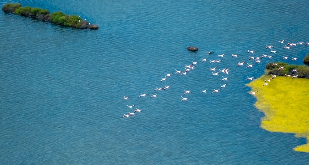 Ses Salines from above - Bird formation of Flamingos in flight in Ses Salines in Balearische Insel Mallorca, Spain