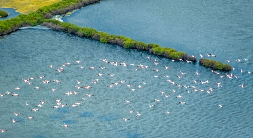 Ses Salines from the bird's eye view: Bird formation of Flamingos in flight in Ses Salines in Balearische Insel Mallorca, Spain