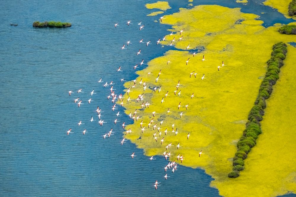 Aerial photograph Ses Salines - Bird formation of Flamingos in flight in Ses Salines in Balearische Insel Mallorca, Spain