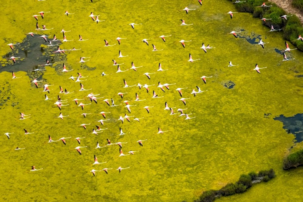 Ses Salines from the bird's eye view: Bird formation of Flamingos in flight in Ses Salines in Balearische Insel Mallorca, Spain