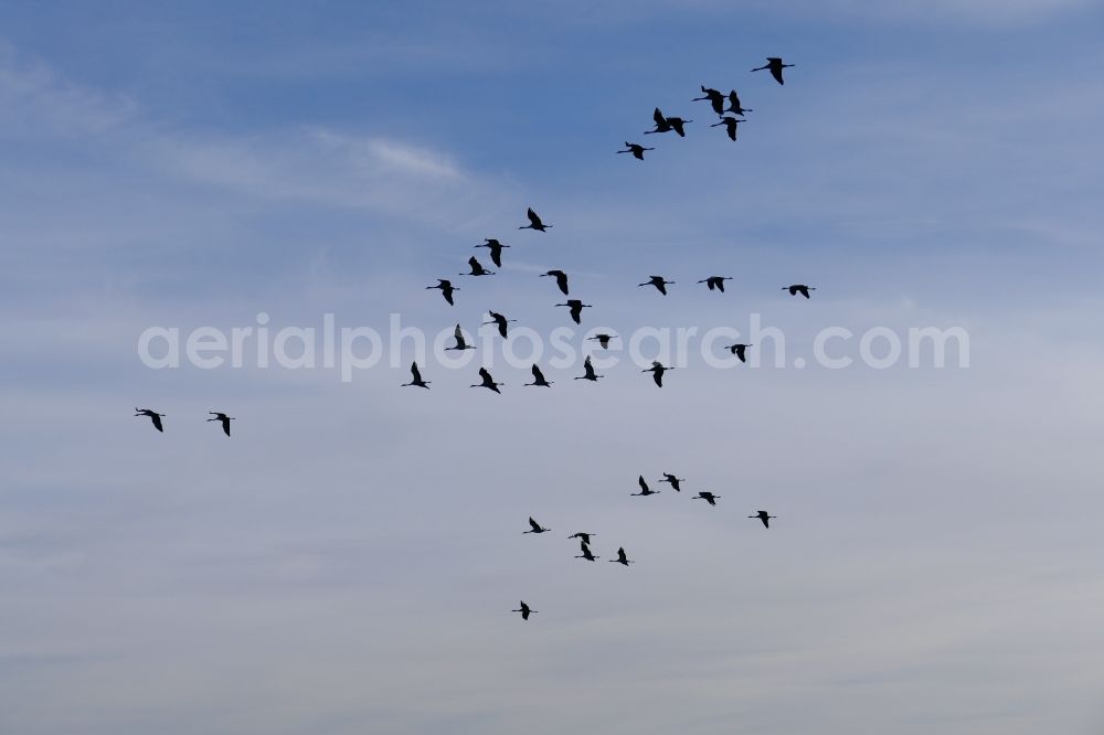 Wesertal from the bird's eye view: Bird formation of cranes in flight in Wesertal in the state Hesse, Germany