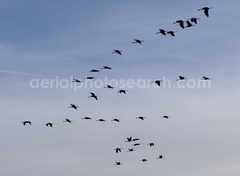 Aerial photograph Wesertal - Bird formation of cranes in flight in Wesertal in the state Hesse, Germany