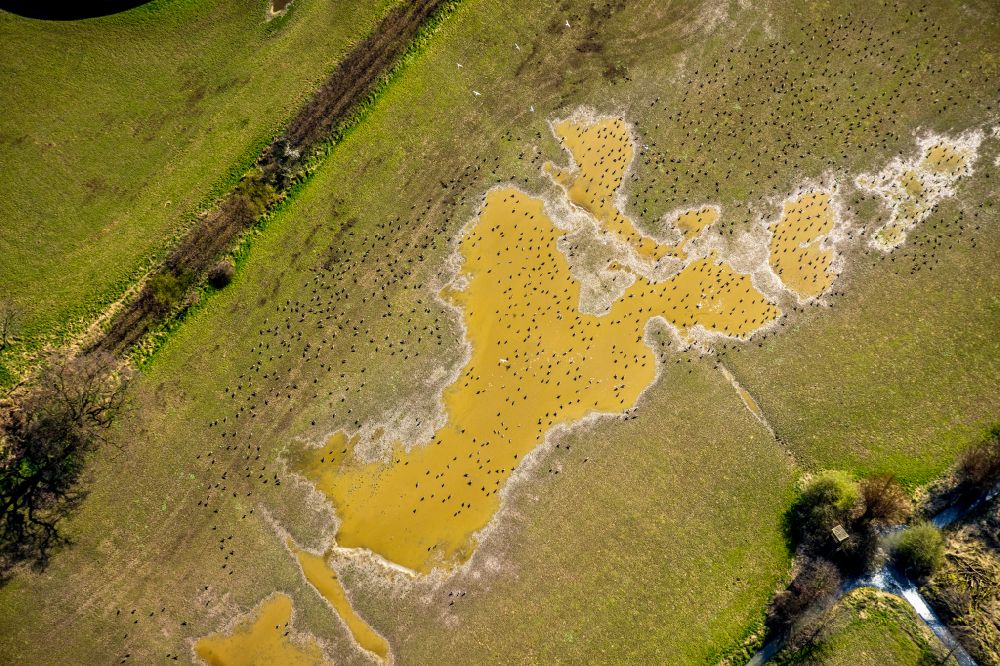 Bislich from the bird's eye view: Bird protection island and target biotope on the water surface in a field on street Boeckersche Strasse in Bislich in the state North Rhine-Westphalia, Germany