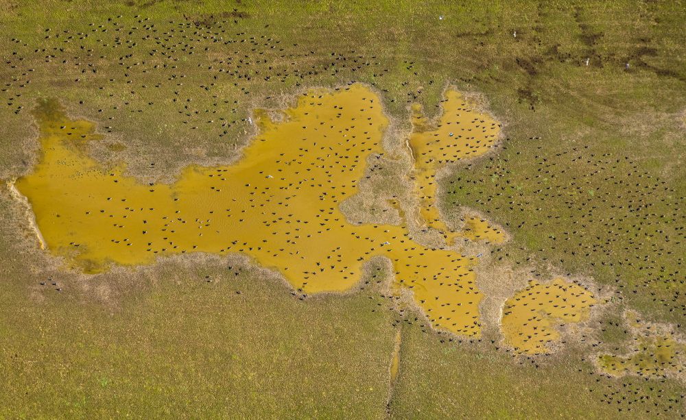 Aerial image Bislich - Bird protection island and target biotope on the water surface in a field on street Boeckersche Strasse in Bislich in the state North Rhine-Westphalia, Germany