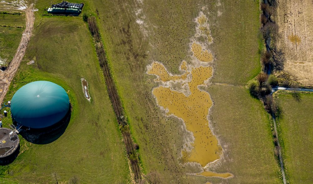 Aerial image Bislich - Bird protection island and target biotope on the water surface in a field on street Boeckersche Strasse in Bislich in the state North Rhine-Westphalia, Germany