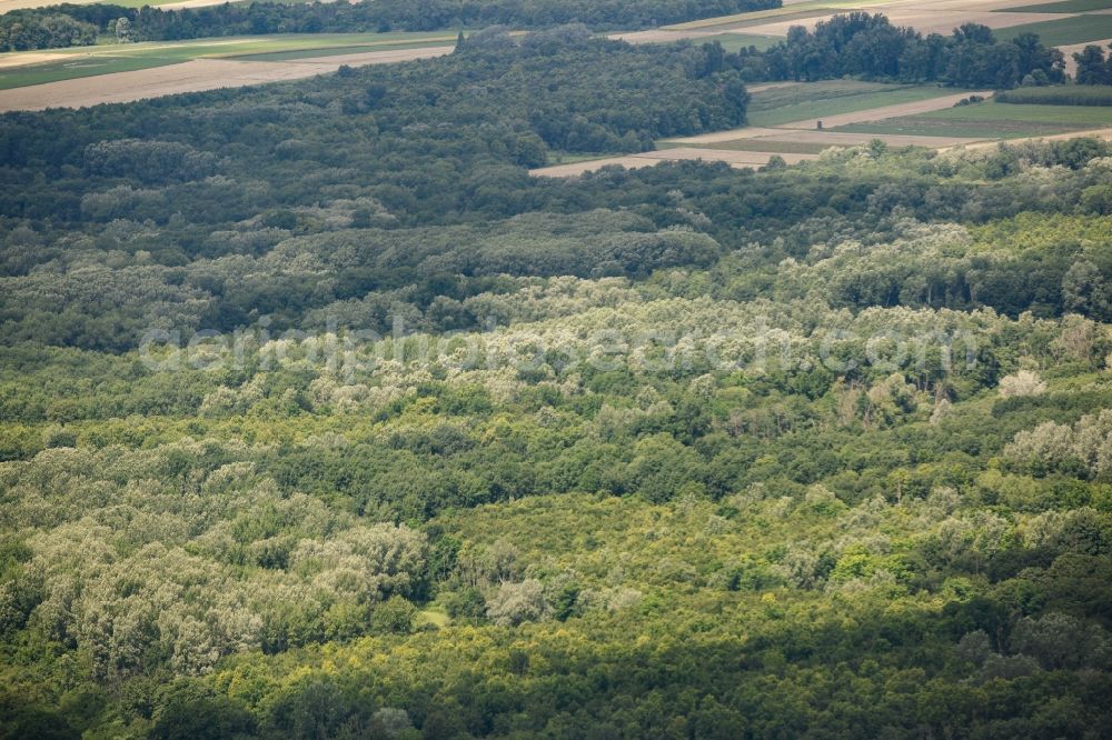 Haslau an der Donau from the bird's eye view: Forest and fields of the landscape of the national park Donau-Auen in Haslau an der Donau in Lower Austria, Austria