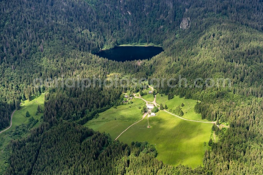 Hinterzarten from above - Forests on the shores of Lake Feldsee in Hinterzarten in the state Baden-Wuerttemberg