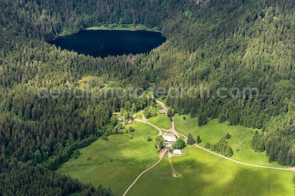 Hinterzarten from the bird's eye view: Forests on the shores of Lake Feldsee in Hinterzarten in the state Baden-Wuerttemberg