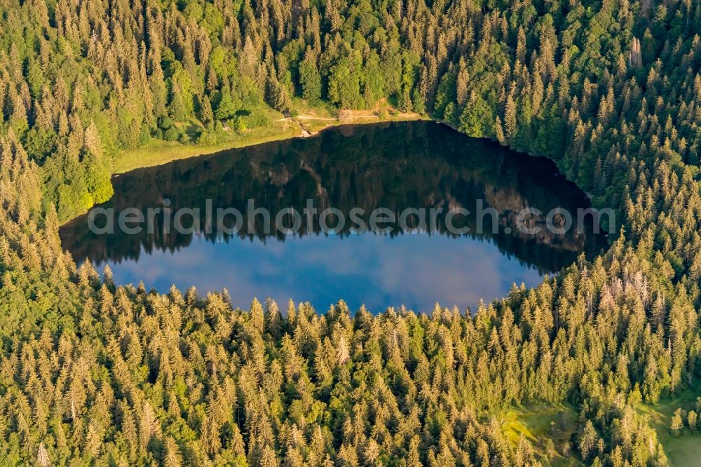 Aerial photograph Hinterzarten - Forests on the shores of Lake Feldsee on Feldberg in Hinterzarten in the state Baden-Wurttemberg, Germany