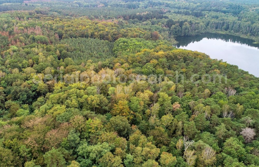 Treplin from above - Forests on the shores of Lake Grosser Trepliner See in Treplin in the state Brandenburg, Germany
