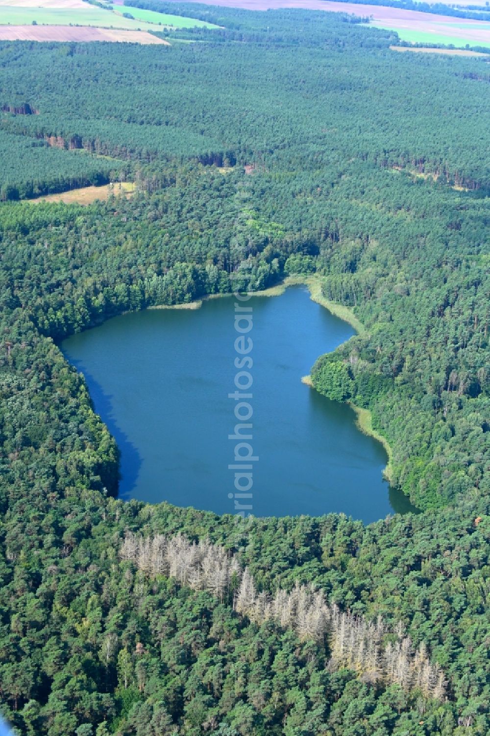 Häsen from the bird's eye view: Forests on the shores of Lake Kleiner Lankesee in Haesen in the state Brandenburg, Germany