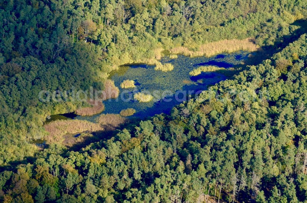 Born am Darß from the bird's eye view: Forests on the shores of Lake Norder Brahmhakensee in Born am Darss in the state Mecklenburg - Western Pomerania, Germany