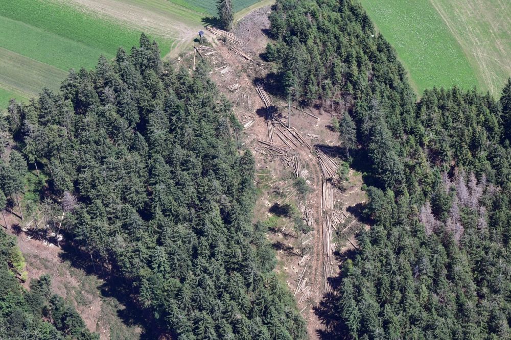 Herrischried from above - Forest aisle made by harvester in a spruce fir forest, damaged by bark beetles in the Black Forest in Herrischried in the state Baden-Wurttemberg, Germany