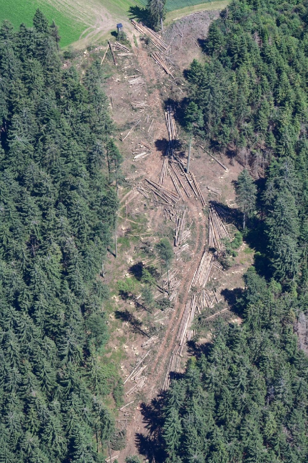 Herrischried from the bird's eye view: Forest aisle made by harvester in a spruce fir forest, damaged by bark beetles in the Black Forest in Herrischried in the state Baden-Wurttemberg, Germany