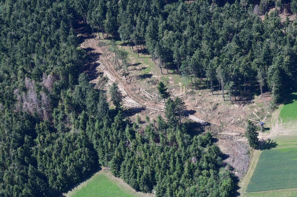 Aerial image Herrischried - Forest aisle made by harvester in a spruce fir forest, damaged by bark beetles in the Black Forest in Herrischried in the state Baden-Wurttemberg, Germany