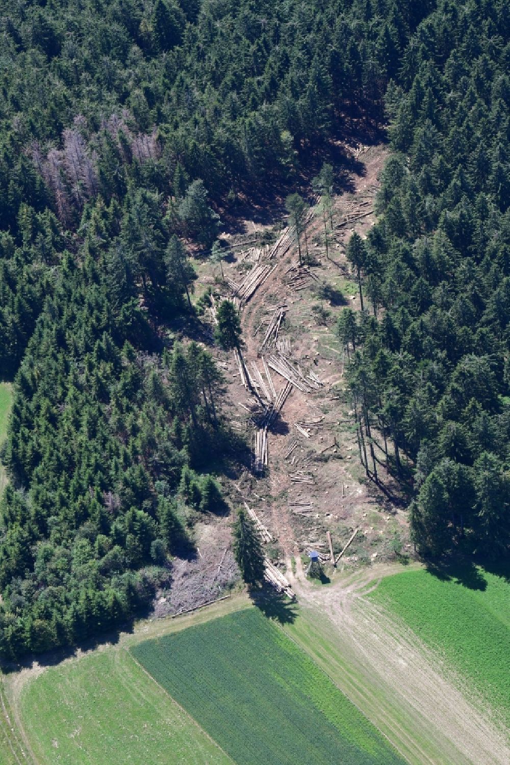 Aerial photograph Herrischried - Forest aisle made by harvester in a spruce fir forest, damaged by bark beetles in the Black Forest in Herrischried in the state Baden-Wurttemberg, Germany
