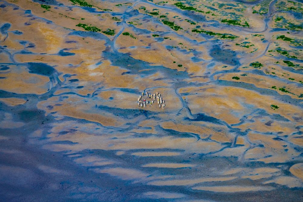 Aerial photograph Norderney - A group hiking on the Wadden Sea in front of Norderney in the state of Lower Saxony, Germany